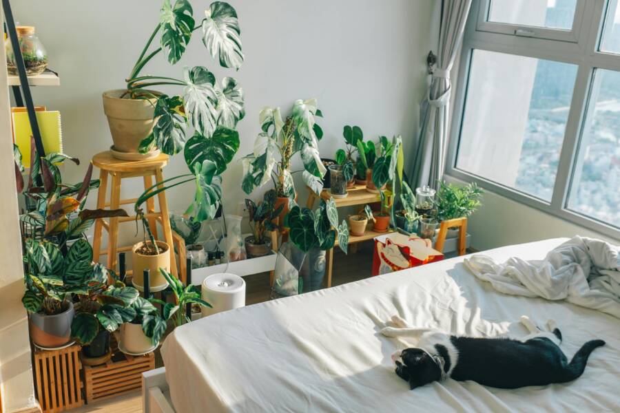 Biophilic Wealth Design: Improve Your Finances Through Home Environment